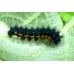 Emperor Moth pavonia 10 larvae
